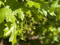 Acer campestre 29, Spaanse aak, Saxifraga-Jan van der Straaten