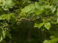 Acer campestre 31, Spaanse aak, Saxifraga-Jan van der Straaten