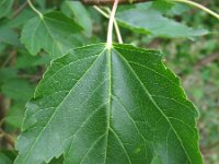 Acer glabrum 2, Saxifraga-Rutger Barendse