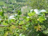 Acer monspessulanum 2, Saxifraga-Rutger Barendse