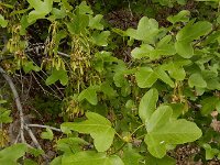 Acer monspessulanum ssp ibericum 12, Saxifraga-Ed Stikvoort : Jerevan - Areni - Noravank A900