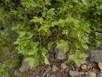 Acer monspessulanum ssp ibericum 13, Saxifraga-Ed Stikvoort : Jerevan - Areni - Noravank A900