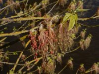 Acer negundo 14, Vederesdoorn, Saxifraga-Ed Stikvoort : Kunsthal en De Pont