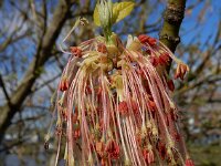 Acer negundo 17, Vederesdoorn, Saxifraga-Ed Stikvoort : Kunsthal en De Pont