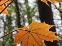 Acer platanoides 10, Noorse esdoorn, Saxifraga-Rutger Barendse