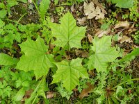 Acer platanoides 11, Noorse esdoorn, Saxifraga-Rutger Barendse
