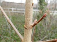 Acer platanoides 12, Noorse esdoorn, Saxifraga-Rutger Barendse