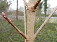 Acer platanoides 13, Noorse esdoorn, Saxifraga-Rutger Barendse