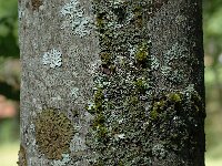 Acer platanoides 2, Noorse esdoorn, Saxifraga-Marijke Verhagen