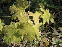 Acer platanoides 9, Noorse esdoorn, Saxifraga-Peter Meininger