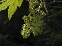 Acer pseudoplatanus 1, Gewone esdoorn, Saxifraga-Jan van der Straaten