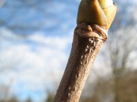 Acer pseudoplatanus 10, Gewone esdoorn, Saxifraga-Rutger Barendse