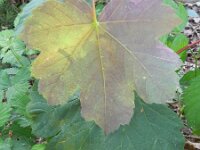 Acer pseudoplatanus 12, Gewone esdoorn, Saxifraga-Rutger Barendse