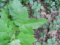 Acer pseudoplatanus 15, Gewone esdoorn, Saxifraga-Rutger Barendse