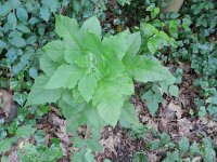 Acer pseudoplatanus 16, Gewone esdoorn, Saxifraga-Rutger Barendse