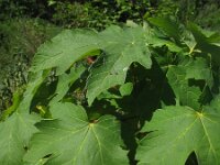 Acer pseudoplatanus 17, Gewone esdoorn, Saxifraga-Rutger Barendse