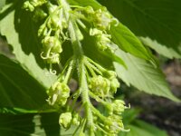 Acer pseudoplatanus 19, Gewone esdoorn, Saxifraga-Rutger Barendse