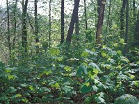 Acer pseudoplatanus 2, Gewone esdoorn, Saxifraga-Piet Zomerdijk