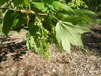 Acer pseudoplatanus 20, Gewone esdoorn, Saxifraga-Rutger Barendse