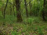 Acer pseudoplatanus 22, Gewone esdoorn, Saxifraga-Hans Boll