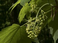 Acer pseudoplatanus 24, Gewone esdoorn, Saxifraga-Willem van Kruijsbergen