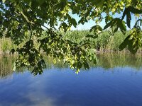 Seeds of Maple tree (Acer pseudoplatanus)  Seeds of Maple tree (Acer pseudoplatanus) : maple, sycamore, sycamore maple, acer, Acer pseudoplatanus, tree, seed, seeds, reproduction, growth, green, leaf, leaves, beauty, beautiful, nature, natural, flora, floral, spring, springtime, outdoor, outside, no people, nobody