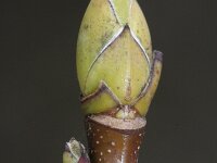 Acer pseudoplatanus 3, Gewone esdoorn, Saxifraga-Rutger Barendse