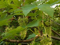 Acer pseudoplatanus 30, Gewone esdoorn, Saxifraga-Ed Stikvoort