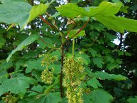 Acer pseudoplatanus 33, Gewone esdoorn, Saxifraga-Ed Stikvoort