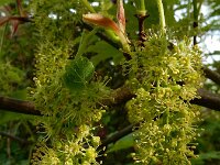 Acer pseudoplatanus 37, Gewone esdoorn, Saxifraga-Ed Stikvoort