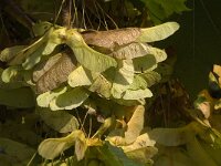 Acer pseudoplatanus 4, Gewone esdoorn, Saxifraga-Jan van der Straaten