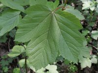 Acer pseudoplatanus 5, Gewone esdoorn, Saxifraga-Rutger Barendse