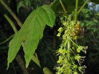 Acer pseudoplatanus 7, Gewone esdoorn, Saxifraga-Rutger Barendse