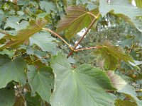 Acer pseudoplatanus f. purpurascens 21, Saxifraga-Rutger Barendse