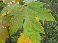 Acer saccharinum 3, Witte esdoorn, Saxifraga-Rutger Barendse