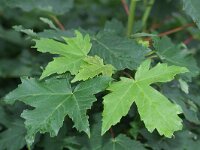 Acer saccharinum 5, Witte esdoorn, Saxifraga-Rutger Barendse