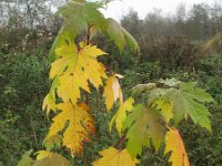 Acer saccharinum 6, Witte esdoorn, Saxifraga-Rutger Barendse