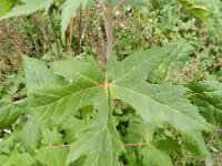 Acer saccharinum 9, Witte esdoorn, Saxifraga-Rutger Barendse