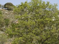 Acer sempervirens 3, Saxifraga-Jan van der Straaten