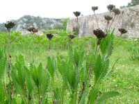 Achillea ageratum 2, Saxifraga-Rutger Barendse