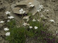 Achillea erba-rotta ssp moschata 10, Saxifraga-Willem van Kruijsbergen