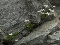 Achillea erba-rotta ssp moschata 11, Saxifraga-Willem van Kruijsbergen