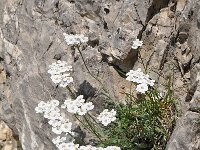 Achillea erba-rotta ssp moschata 15, Saxifraga-Harry Jans