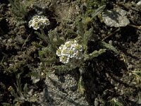 Achillea erba-rotta ssp moschata 2, Saxifraga-Jan van der Straaten