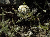 Achillea erba-rotta ssp moschata 3, Saxifraga-Jan van der Straaten