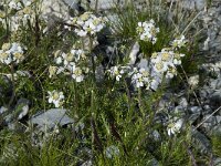 Achillea erba-rotta ssp moschata 5, Saxifraga-Willem van Kruijsbergen