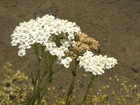 Achillea lingulata 2, Saxifraga-Jan van der Straaten