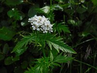 Achillea macrophylla 2, Saxifraga-Ed Stikvoort