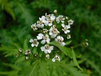 Achillea macrophylla 3, Saxifraga-Ed Stikvoort