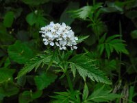 Achillea macrophylla 4, Saxifraga-Ed Stikvoort